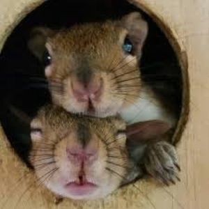 ALL PROCEEDS GO TO WILDLIFE REHABBING